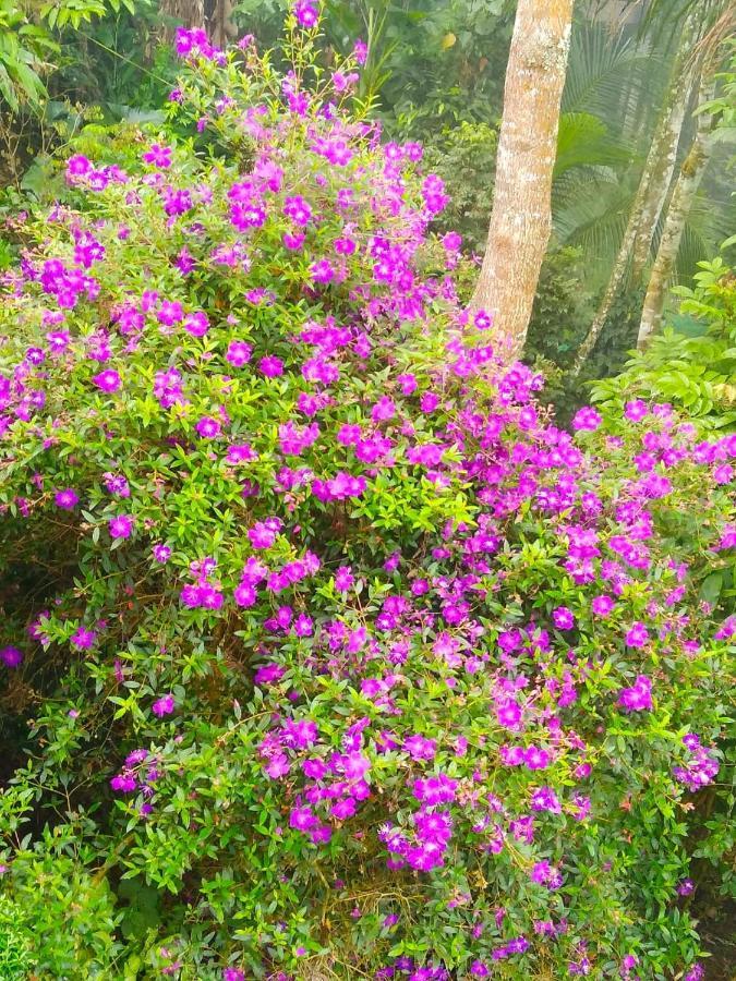 Spring And Valley View Thekkady Luaran gambar